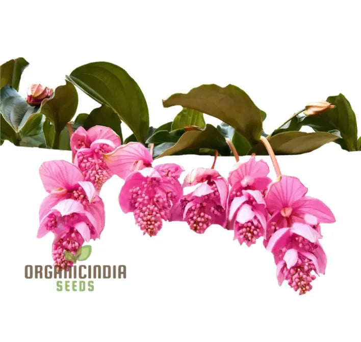 Medinilla Magnifica Pink Flower Seeds, Exotic Blooms in YourGarden, Grow Your Own Medinilla Seeds for Indoor and OutdoorGardens