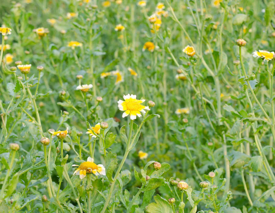 Shungiku Edible Chrysanthemum Seeds (Glebionis coronaria) – Nutritious, Mild Flavor, Great for Salads and Stir-Fries, Easy to Grow