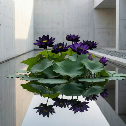 💮 Midnight Purple Lotus Seeds