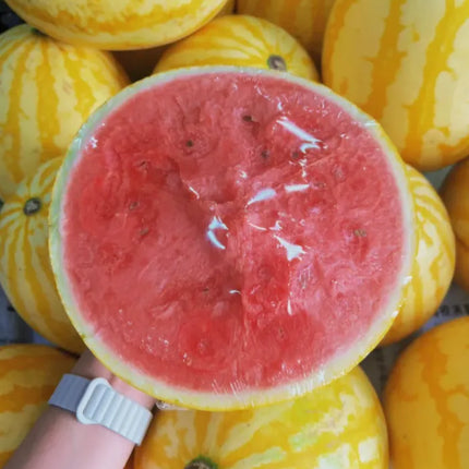 Ruby Watermelon Seeds