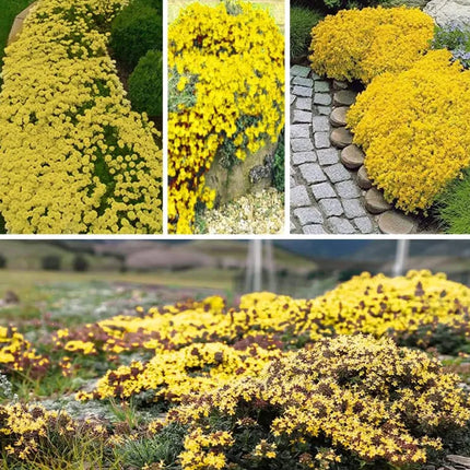 Creeping ThymeHomegrown Seeds Easy toPlant and Grow Non-GMOPerennial Flower PremiumSeeds