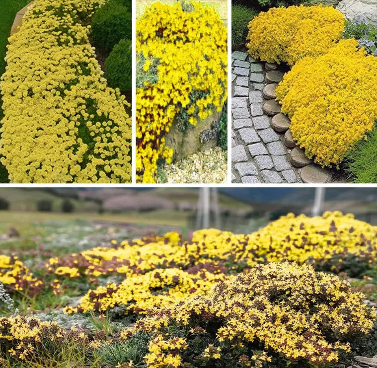 Creeping Thyme Homegrown SeedsEasy to Plant and Grow Non-GMOPerennial Flower Premium Seeds