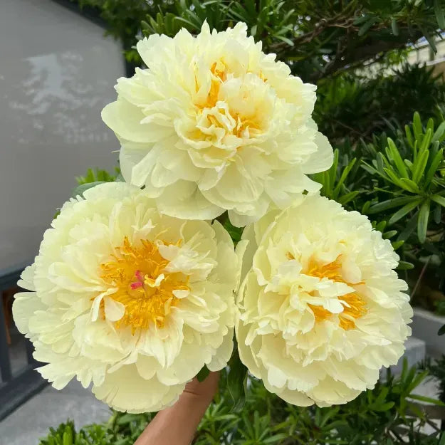 Peony Flower Seeds For Planting Garden Flowers