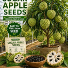 🍐✨Live Sugar Apple Seeds – Sweet Tropical Fruit for Home Gardenarden