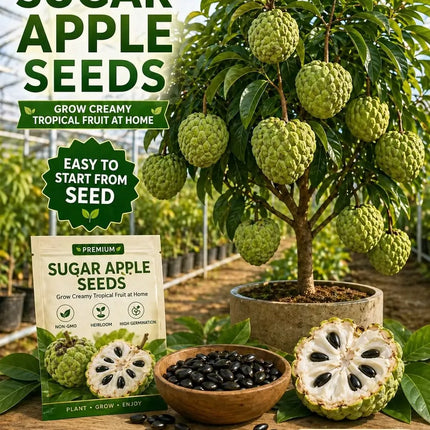🍐✨Live Sugar Apple Seeds – Sweet Tropical Fruit for Home Gardenarden