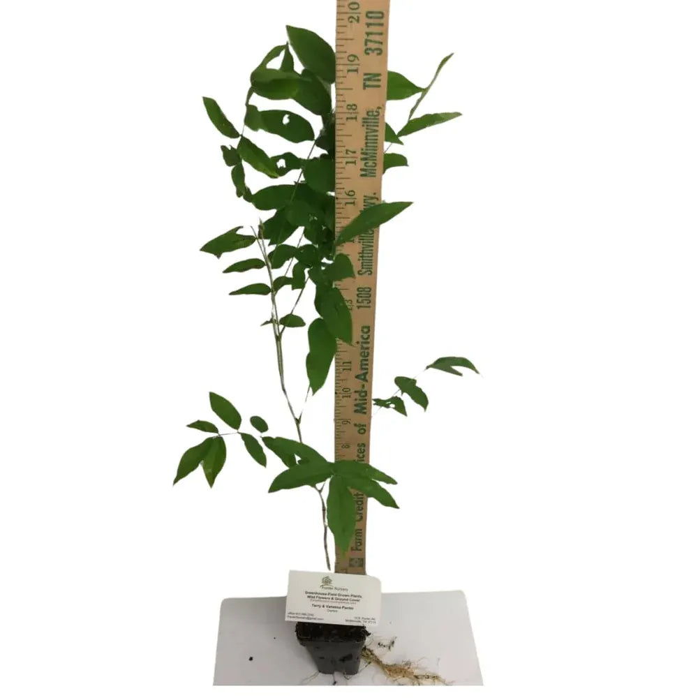Wisteria Tree Live Plant Vines, Purple Blue Wisteria Fragrant Flowers  Inc in Tall, Outdoor Growing