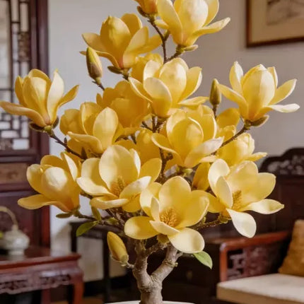 Magnolia liliiflora (Purple Orchids) Bulbs 🌸 Flowers Hide the Leaves, Fragrance Fills the Air