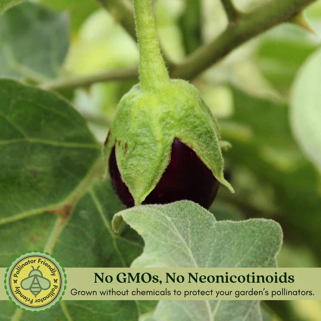 Eggplant Black Beauty | Two Live Plants | Non-GMO | Heirloom Variety | High Yield, Heat Tolerant