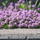 Creeping Thyme Seeds — 25 Count 🌿
