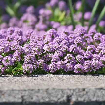 Creeping Thyme Seeds — 25 Count 🌿