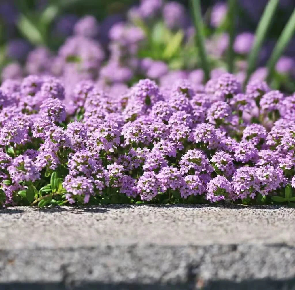Creeping Thyme Seeds — 50 Count 🌿