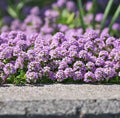 Creeping Thyme Seeds — 50 Count 🌿