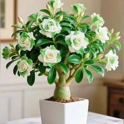 🇺🇸 Celebrate America’s 250th – Red, White & Blue Desert Rose (Adenium) Seedlings