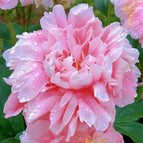 Pink / 20 Seeds