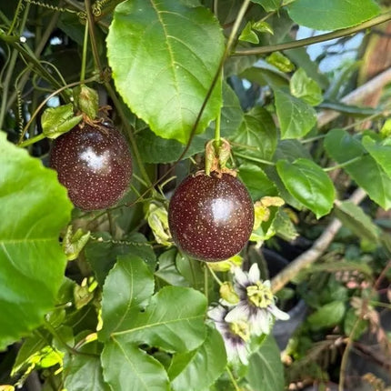 Passion Fruit Plant, Passionfruit Vine for Outdoor Garden, Tropical Climbing Vine for Trellis, Fence or Backyard Growing (High Yield Passionfruit)