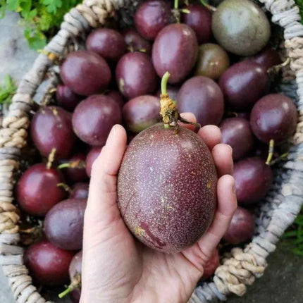 Passion Fruit Plant, Passionfruit Vine for Outdoor Garden, Tropical Climbing Vine for Trellis, Fence or Backyard Growing (High Yield Passionfruit)