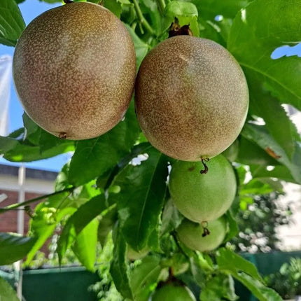 Passion Fruit Plant, Passionfruit Vine for Outdoor Garden, Tropical Climbing Vine for Trellis, Fence or Backyard Growing (High Yield Passionfruit)