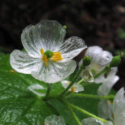 Exquisite Shade Skeleton Seeds – Flower Plant