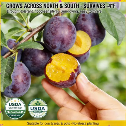 Non-GMOGrafted Plum TreeLive seedling