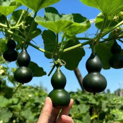 Mini Bottle Gourd Seeds, Small Ornamental Gourd for Home Garden, Balcony Climbing Plant