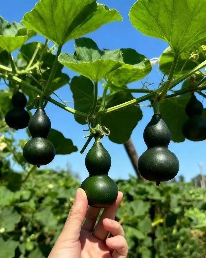 Mini Bottle Gourd Seeds, Small Ornamental Gourd for Home Garden, Balcony Climbing Plant