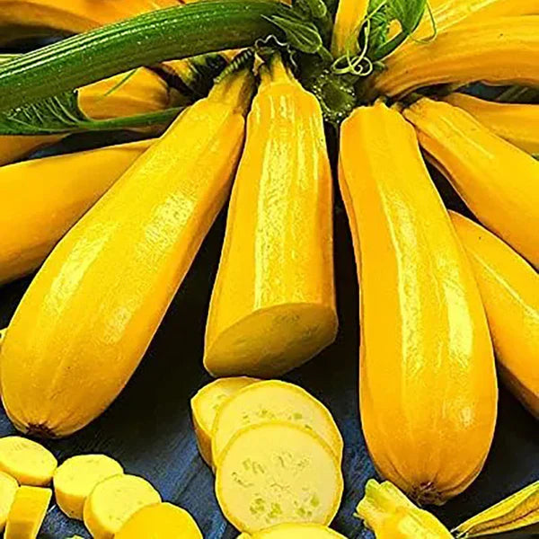 Golden Zucchini Seeds