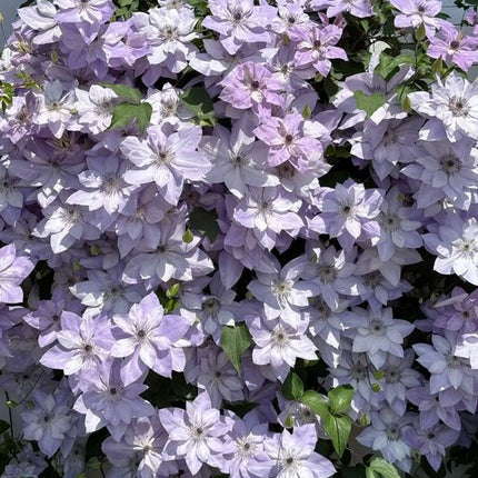 Clematis Seeds- The Queen of Climbing Vines