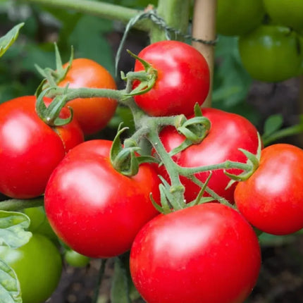 Grow Juicy Tomatoes, Harvest Fresh Garden Joy Right At Home