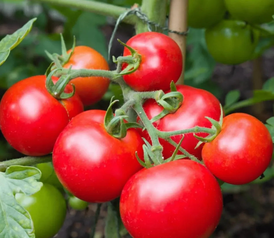Grow Juicy Tomatoes, Harvest Fresh Garden Joy Right At Home