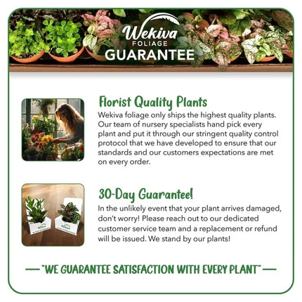 Brogdon Avocado Tree - Grafted - Live Plant in a 3 Gallon Growers Pot - Persea Americana - Beautiful Edible Fruit Bearing Tree for Patio and Garden 1