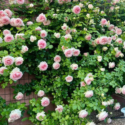 💐Beautiful Climbing Rose Seeds