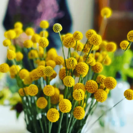 Billy Buttons (Drumsticks) –  Seeds