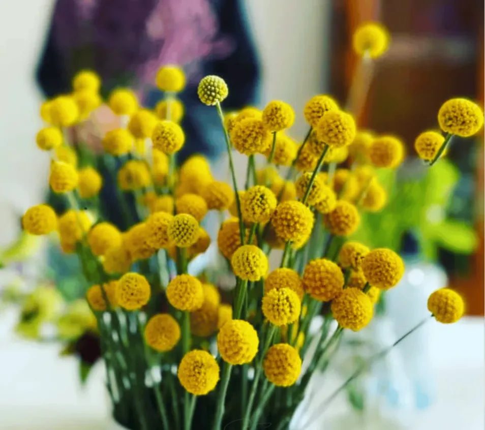 Billy Buttons (Drumsticks) –  Seeds