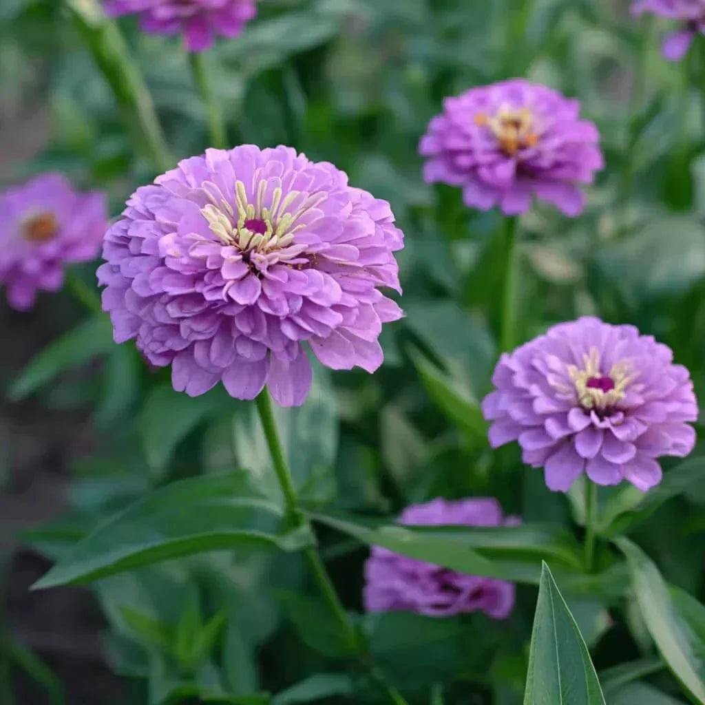 Lavender Zinnia Seeds — 25 Count 🌸