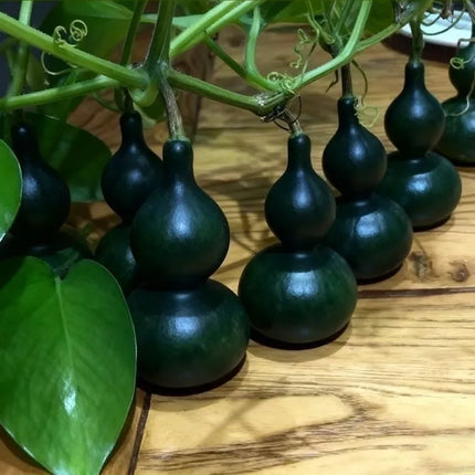 Mini Bottle Gourd Seeds, Small Ornamental Gourd for Home Garden, Balcony Climbing Plant