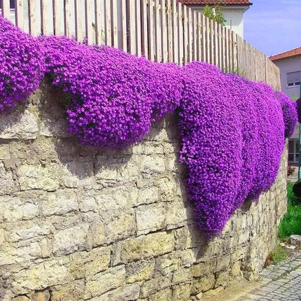 Creeping ThymeHomegrown Seeds Easy toPlant and Grow Non-GMOPerennial Flower PremiumSeeds