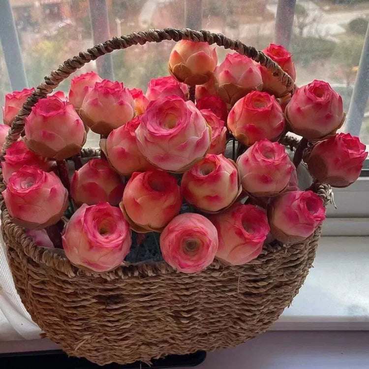 Mountain Roses Seeds (Greenovia)-Rare pink succulent