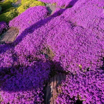 Creeping ThymeHomegrown Seeds Easy toPlant and Grow Non-GMOPerennial Flower PremiumSeeds