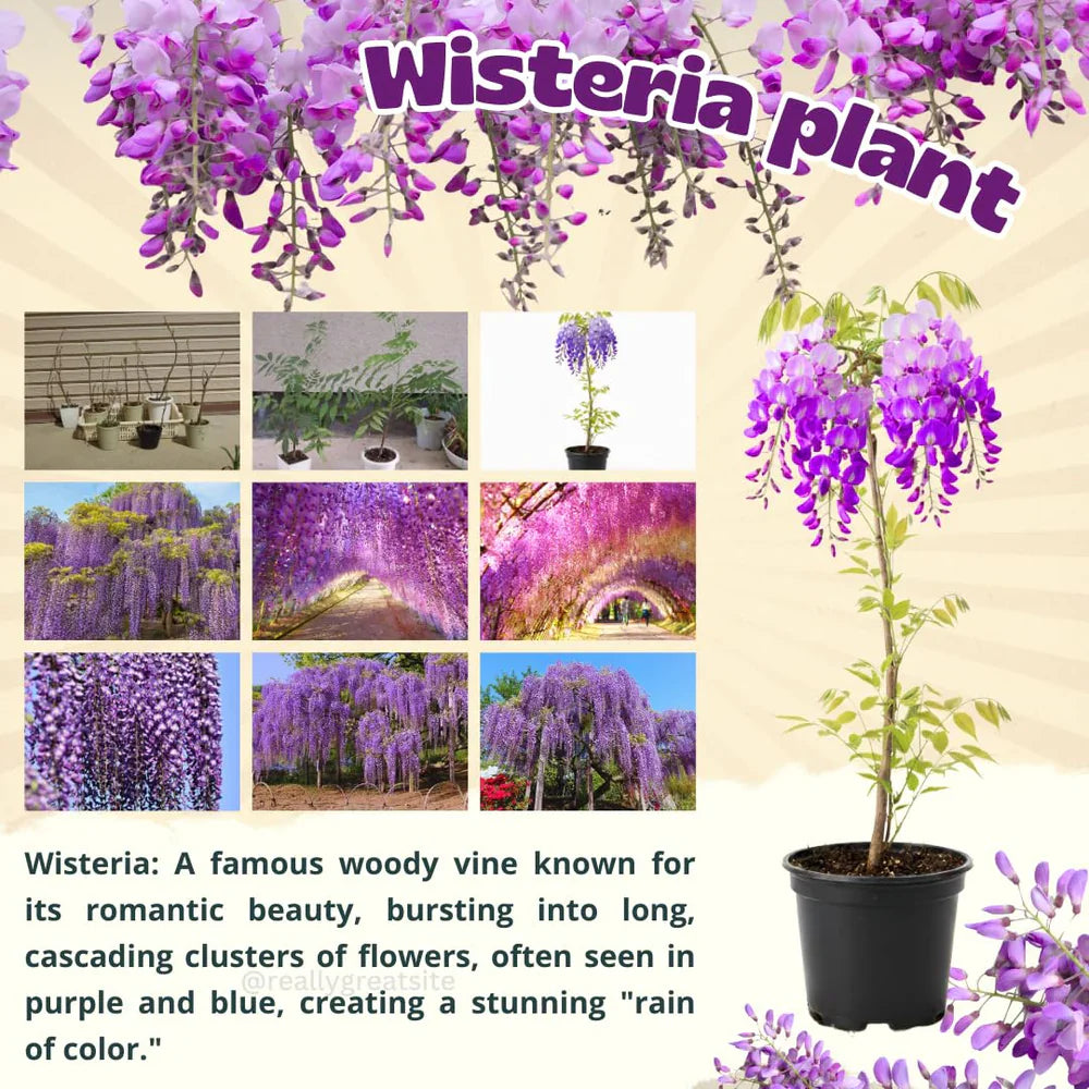 Wisteria Tree Live Plant Vines, Purple Blue Wisteria Fragrant Flowers  Inc in Tall, Outdoor Growing