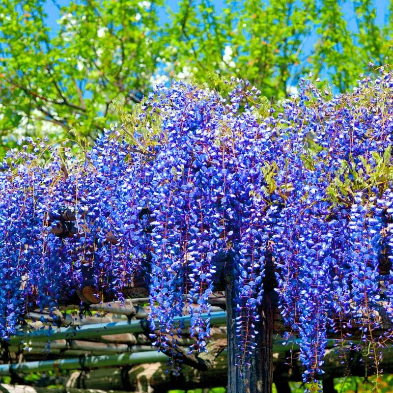 Wisteria Tree Live Plant Vines, Purple Blue Wisteria Fragrant Flowers  Inc in Tall, Outdoor Growing