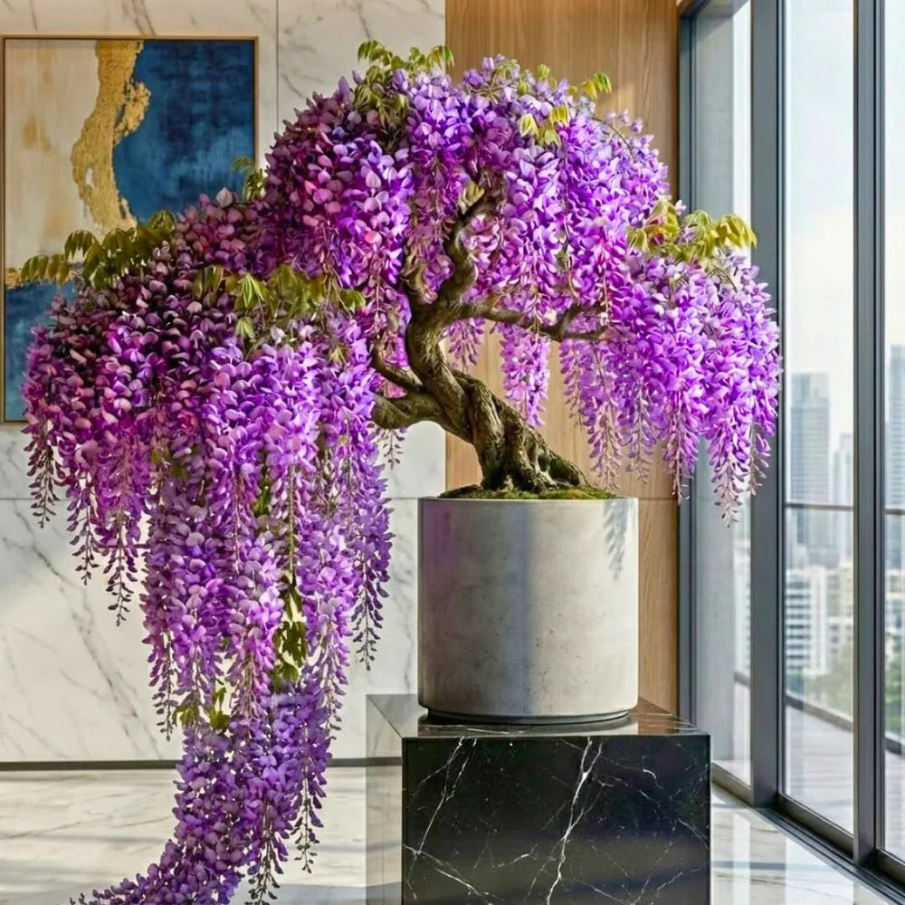 Wisteria Tree Live Plant Vines, Purple Blue Wisteria Fragrant Flowers  Inc in Tall, Outdoor Growing