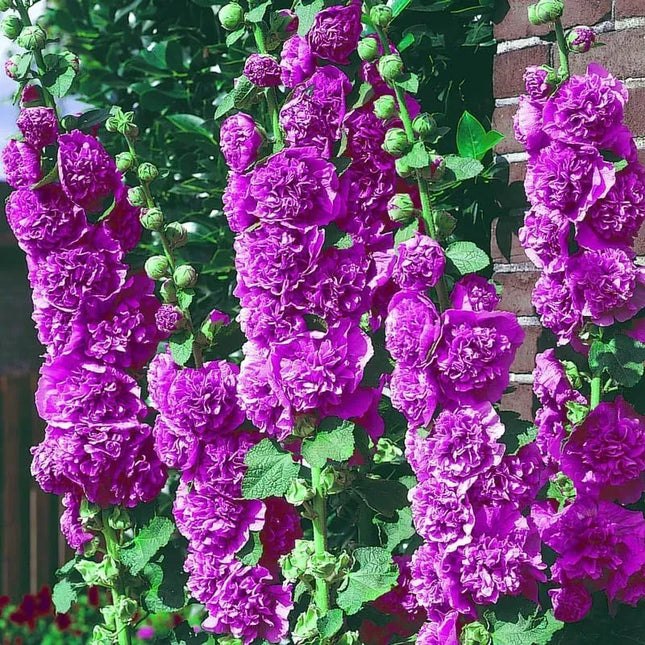 Double Hollyhock Flower Seeds For Tall Garden Blooms