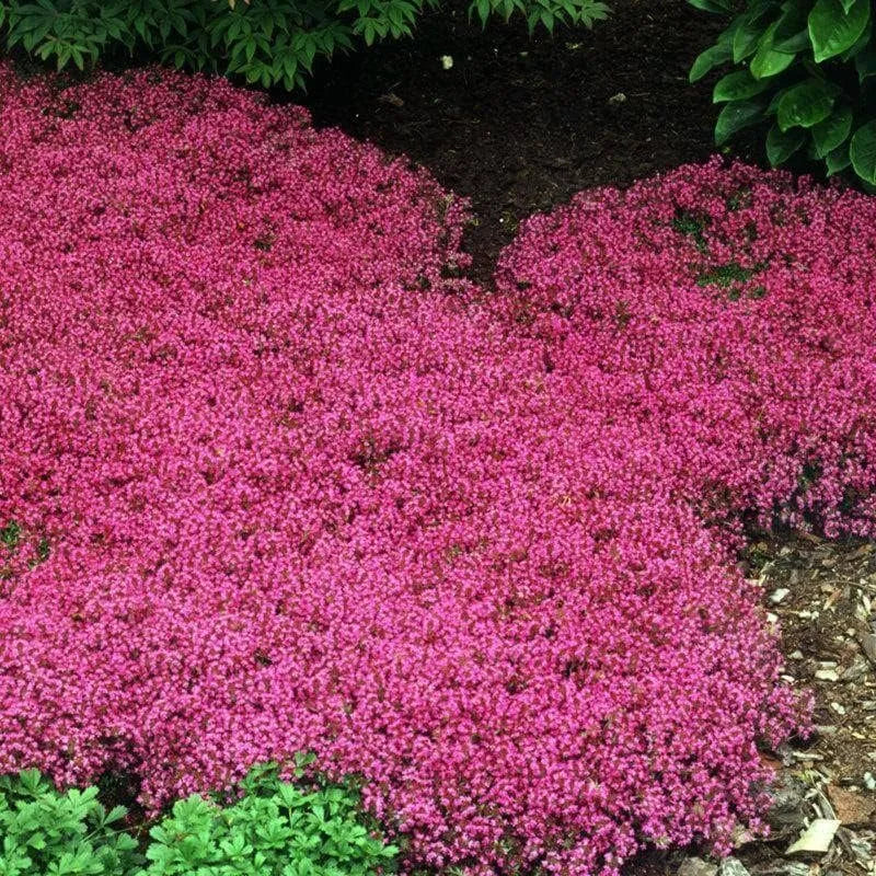 Creeping Thyme Homegrown SeedsEasy to Plant and Grow Non-GMOPerennial Flower Premium Seeds