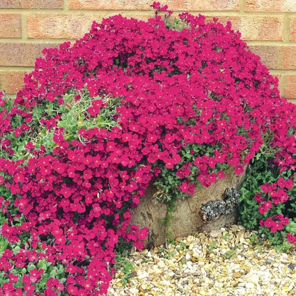 Creeping ThymeHomegrown Seeds Easy toPlant and Grow Non-GMOPerennial Flower PremiumSeeds