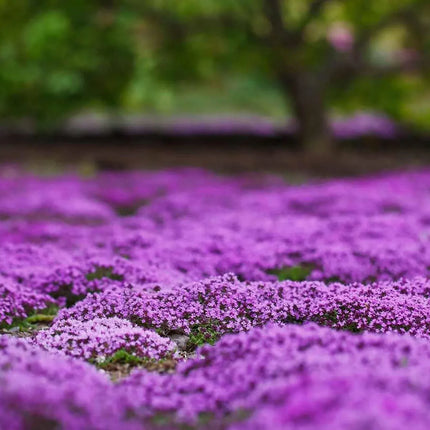 Creeping ThymeHomegrown Seeds Easy toPlant and Grow Non-GMOPerennial Flower PremiumSeeds