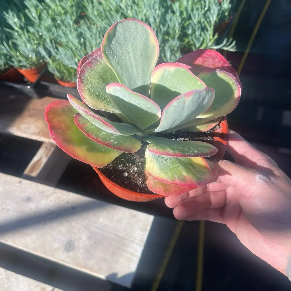 Kalanchoe Paddle Plant – Flapjack Live Succulent Plant for Indoor & Outdoor Décor