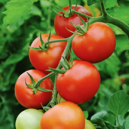 Grow Juicy Tomatoes, Harvest Fresh Garden Joy Right At Home
