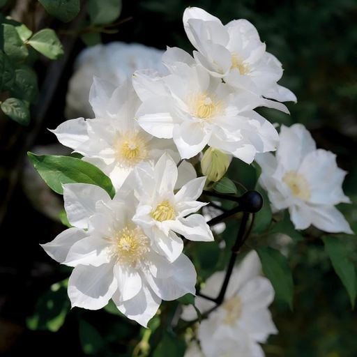 Clematis Seeds- The Queen of Climbing Vines