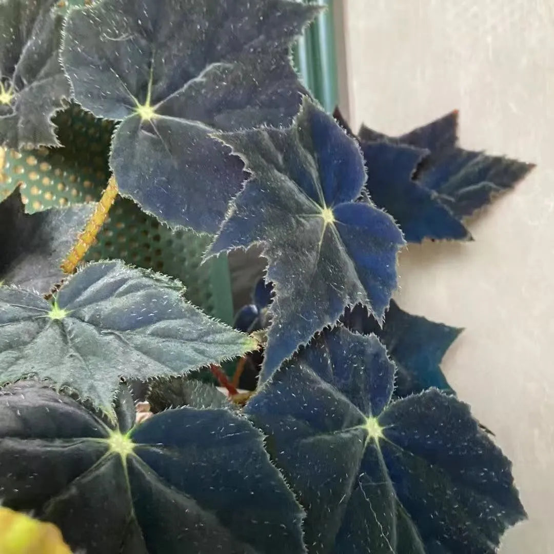 🖤 Black Swan Begonia – The Dark Beauty for Your Plant Collection