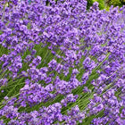 English Lavender